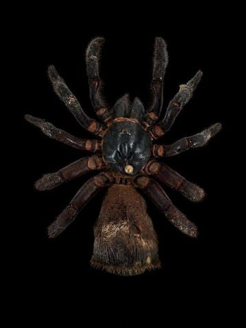Spin Taxidermie volledige montage - Cyclocosmia - 15 cm - 15