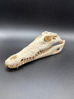 Nijlkrokodil Schedel van een reptiel - Crocodylus niloticus