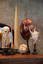 Prachtig paar Spider Conch-schelp en Brach Murex op maat