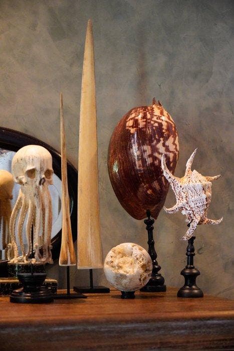 Prachtig paar Spider Conch-schelp en Brach Murex op maat, Antiek en Kunst, Kunst | Designobjecten