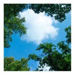 Wolk-bos plafond | Fotoprint | 1 paneel | 60x60cm, Verzenden, Nieuw