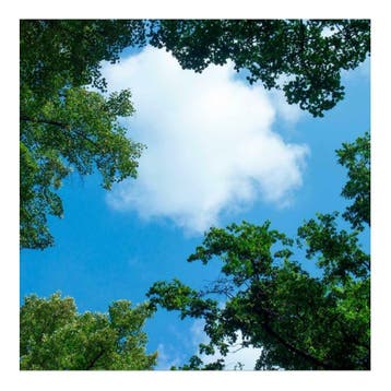 Wolk-bos plafond | Fotoprint | 1 paneel | 60x60cm, Verzenden, Nieuw