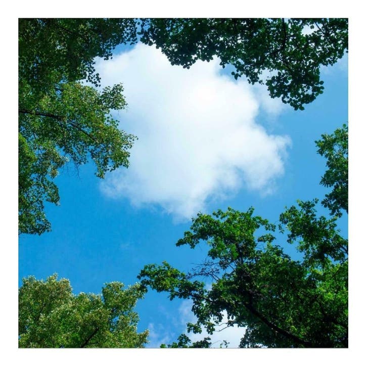 Wolk-bos plafond | Fotoprint | 1 paneel | 60x60cm, Huis en Inrichting, Lampen | Overige, Nieuw, Verzenden