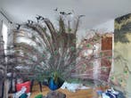 Pauw Taxidermie volledige montage - Pavo cristatus - 180 cm