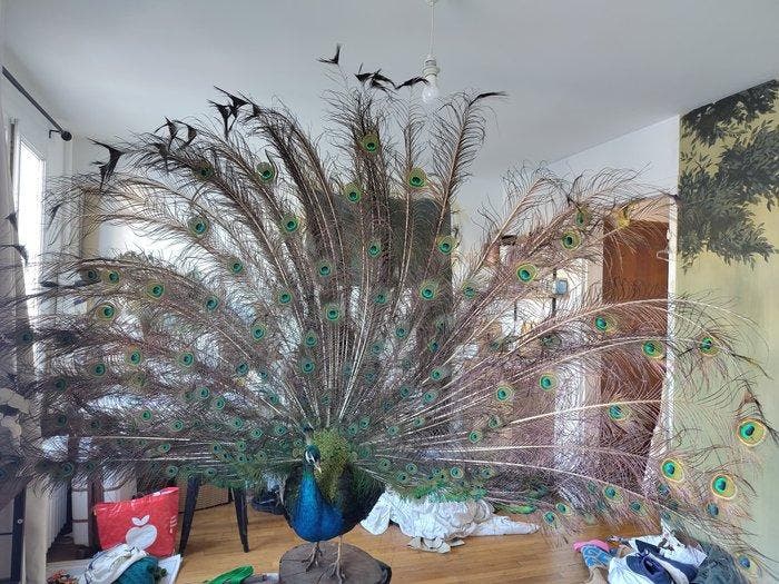 Pauw Taxidermie volledige montage - Pavo cristatus - 180 cm, Collections, Collections Animaux