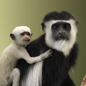 Singe Support de corps entier pour taxidermie - Colobus, Nieuw
