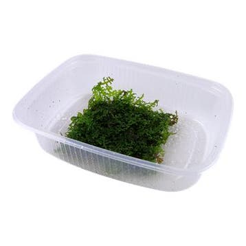 Riccardia chamedryfolia Mos Portion, Verzenden, Nieuw