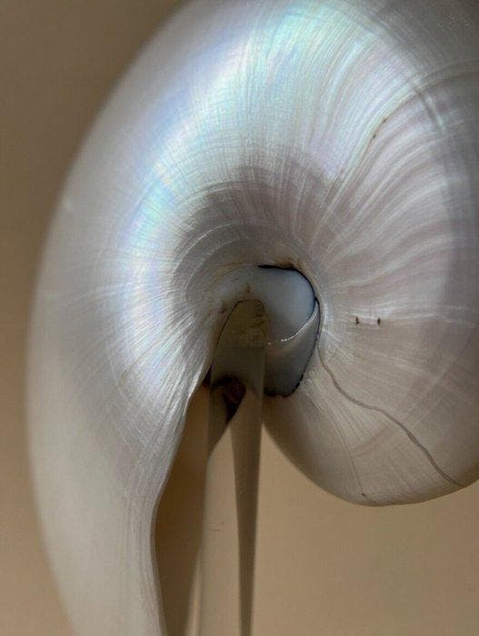 Nautile Coquillage marin - Fibonacci Spiral -, Antiquités & Art, Curiosités & Brocante