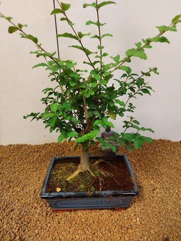 Liguster bonsai (Ligustrum) - Hoogte (boom): 29 cm - Diepte, Antiek en Kunst
