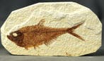 Poisson fossile remarquable - - Animal fossilisé -