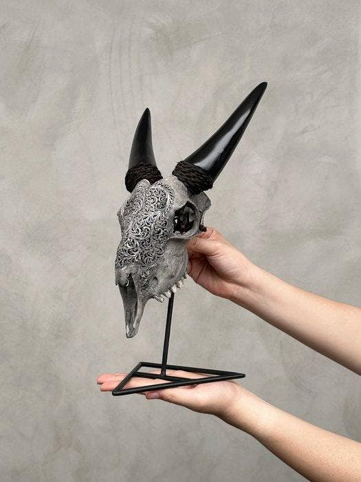 PAS DE RÉSERVE - Crâne de chèvre gris authentique sculpté, Antiquités & Art, Art | Objets design