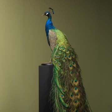 Blauwe Pauw Taxidermie Opgezette Dieren By Max, Ophalen of Verzenden, Nieuw, Vogel, Opgezet dier