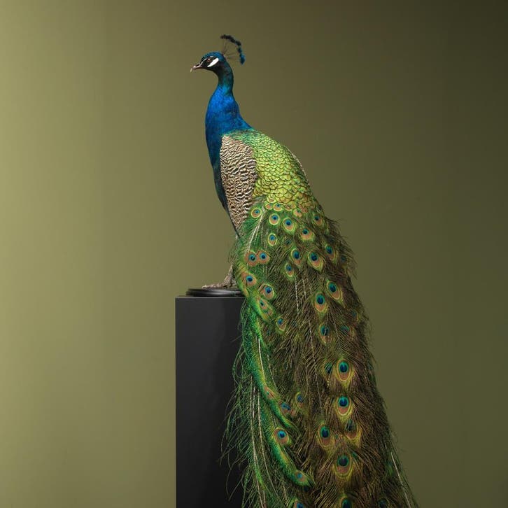Blauwe Pauw Taxidermie Opgezette Dieren By Max, Collections, Collections Animaux, Enlèvement ou Envoi