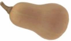 Ponca Butternut pompoen basiseenheid zaden, Nieuw