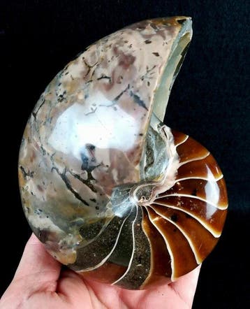 Excellent Nautilus!!! – des couleurs impressionnantes -, Verzamelen, Mineralen en Fossielen