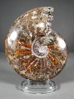 Ammoniet met bewerkte mond - Gefossiliseerde schelp -, Verzamelen