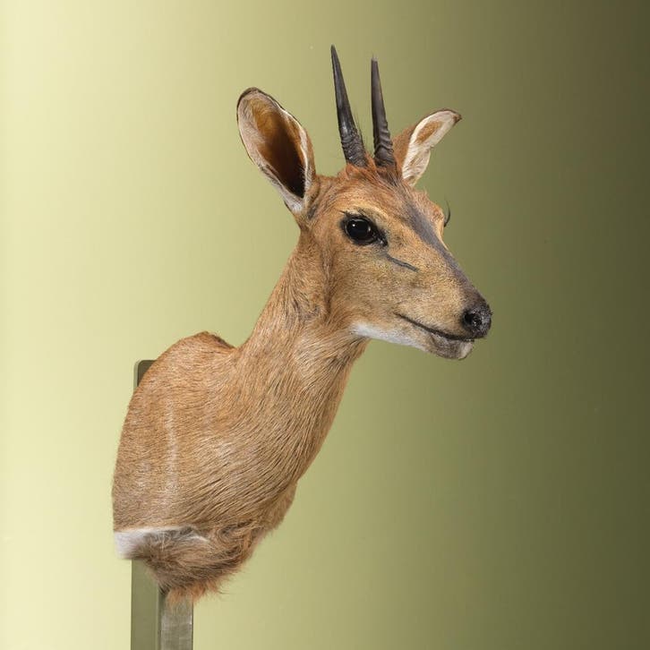 Duiker Taxidermie Opgezette Dieren By Max, Collections, Collections Animaux, Enlèvement ou Envoi
