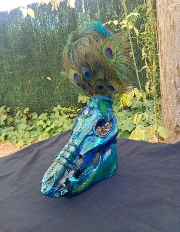 Wild zwijn Schedel van een zoogdier - Sus scrofa - 80 cm -
