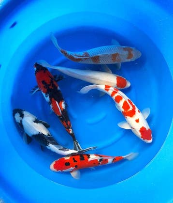 Hirasawa Marusei 45-55cm (Japanse Koi), Ophalen of Verzenden