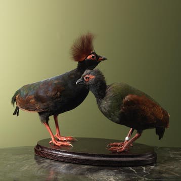 Roelroel Koppel Taxidermie Opgezette Dieren By Max, Verzamelen, Ophalen of Verzenden, Nieuw, Vogel, Opgezet dier