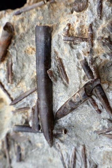 Belemniet - Gefossiliseerde schelp - Passaloteuthis -, Verzamelen, Mineralen en Fossielen