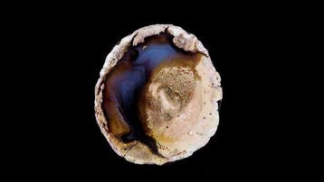 Thunderegg - Esterel, Var, Frankrijk - Hoogte: 5.9 cm -
