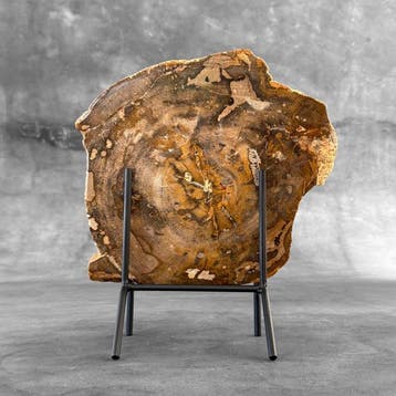 Magnifique tranche de bois pétrifié sur un socle