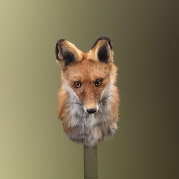 Vos Taxidermie Opgezette Dieren By Max, Ophalen of Verzenden, Opgezet dier
