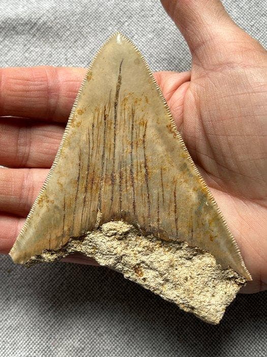 Megalodon-tand 11,0 cm - Fossiele tand - Carcharocles, Verzamelen, Mineralen en Fossielen