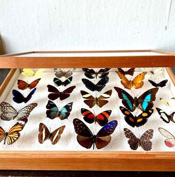 Compleet lot van 25 stuks onvervangbare exotische, Verzamelen, Nieuw