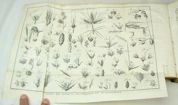 Martinus Houttuyn, Carl von Linné - Natuurlyke historie of