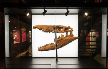 Mosasaurus - Fossiele schedel - Globidens phosphaticus - 40