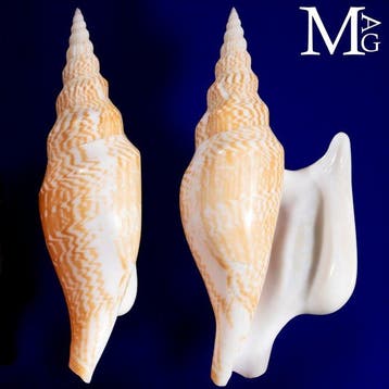 “Lister’s Conch” - Een van de meest iconische schelpen in de