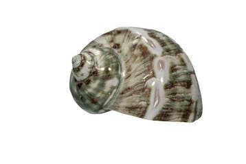 Escargot turbo magnifique (Turbo marmoratus) poli | Nacre, Nieuw