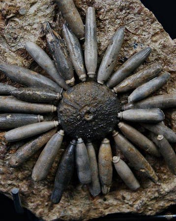 Zee-egel - Gefossiliseerd dier - Asterocidaris bistriata