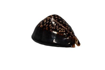 Kauri bosselé : Cypraea mauritia mauritiana (80 mm) –, Nieuw