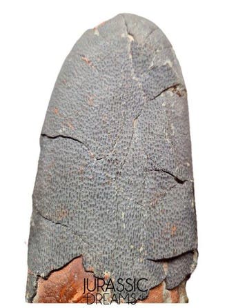 Museumkwaliteit grote OVIRAPTOR cf philoceratops fossiel ei
