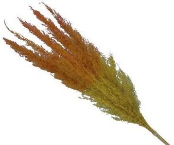 Pampasgras Two Tone YellowOrange 75 cm 5 stuks, Nieuw