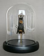 Vleermuis Taxidermie volledige montage - Pipistrelus sp. -