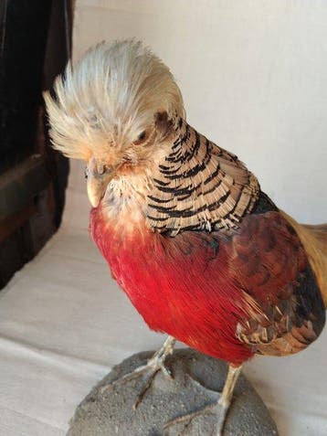 Collectie met dierenthema - Gouden fazant (Chrysolophus, Nieuw