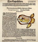 Conrad Gesner [Konrad Gessner] 1516-1565: Fishbuch: