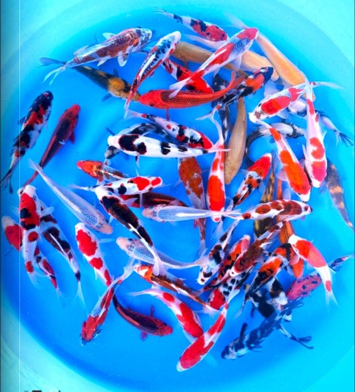 Otsuka 14-18cm (Japanse Koi), Tuin en Terras, Vijvers, Nieuw, Ophalen of Verzenden