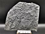 Prêle des champs - Plante fossilisée - Sphenophyllum