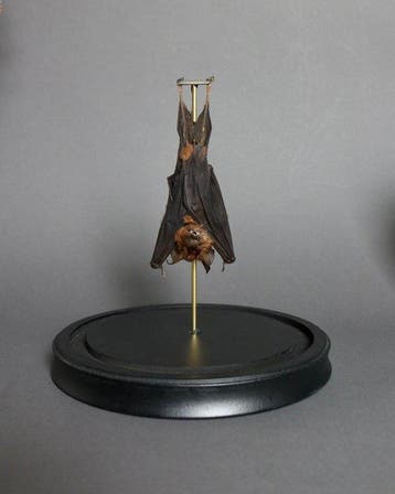 Vleermuis Taxidermie volledige montage - Hipposideros, Nieuw