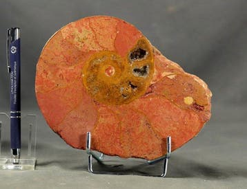 gezaagde en gepolijste ammonietplaat - Gefossiliseerd dier -