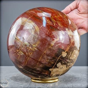 Natuurlijk versteend hout als bol – Intense houtnering in, Verzamelen