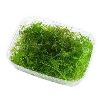 Ceratophyllum demersum Foxtail, Verzenden