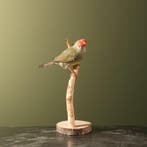 Binsenastrild Taxidermie Opgezette Dieren By Max, Ophalen of Verzenden, Nieuw, Vogel, Opgezet dier