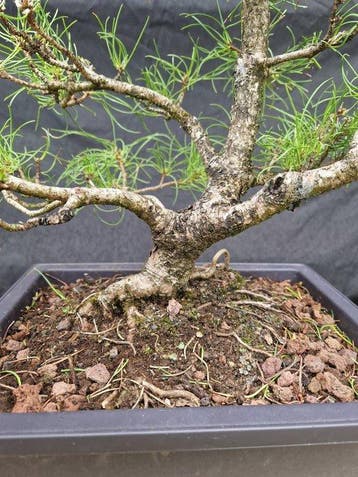 Den bonsai (Pinus) - Hoogte (boom): 40 cm - Diepte (boom):