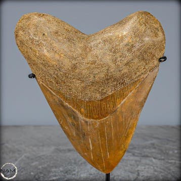 Extreem zeldzame natuurlijke grote megalodon-tand op stand-